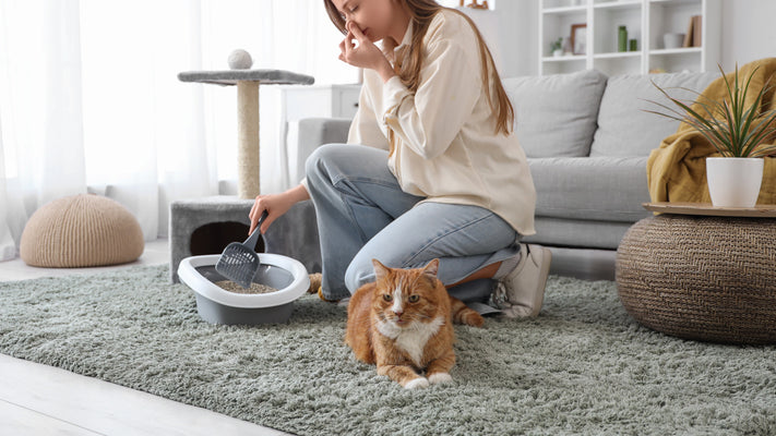 Veterinarian explains: Causes and treatments of bloody stools in cats, and how to identify dangerous symptoms