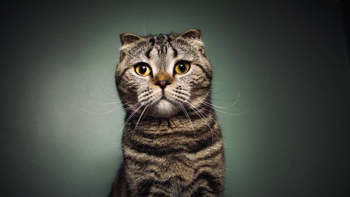 猫の骨軟骨異形成症とは？症状、診断・治療法を獣医師が詳しく解説