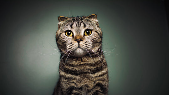 猫の骨軟骨異形成症とは？症状、診断・治療法を獣医師が詳しく解説