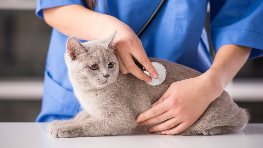 猫の健康管理で必ずやるべきこと5選を獣医師が詳しく解説