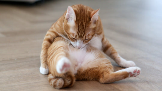 【獣医師執筆】猫の過剰グルーミングの原因と治療法—行動の背景を知り、正しい対処を