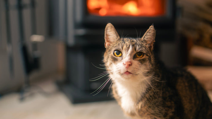 猫も冬は寒いの？お留守番のときや寝床の寒さ対策を徹底解説