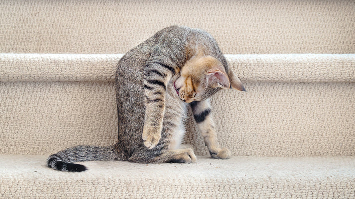 獣医師が解説！猫に保湿は必要？乾燥対策と皮膚を健康に保つ方法