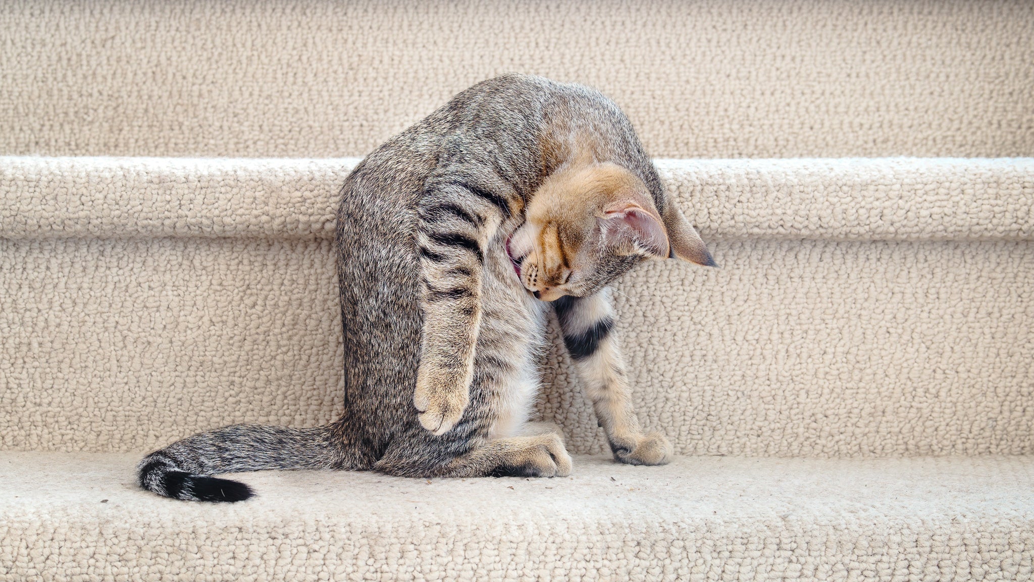 獣医師が解説！猫に保湿は必要？乾燥対策と皮膚を健康に保つ方法
