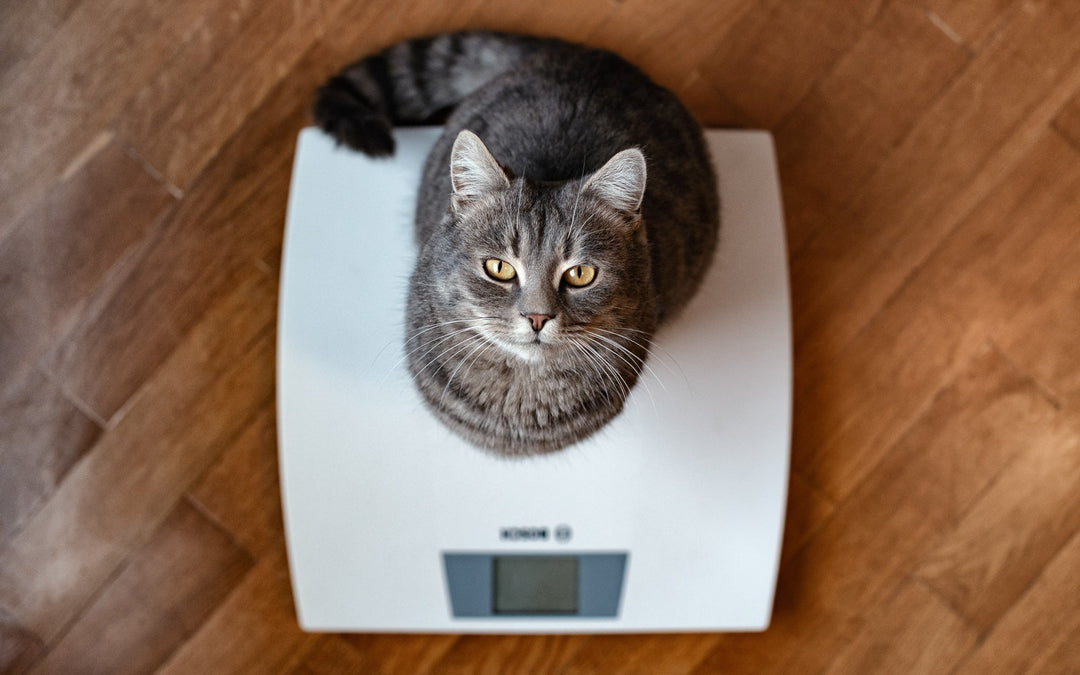 【獣医師執筆】猫が食べているのに痩せるのは「甲状腺機能亢進症」かも？症状チェックと治療法