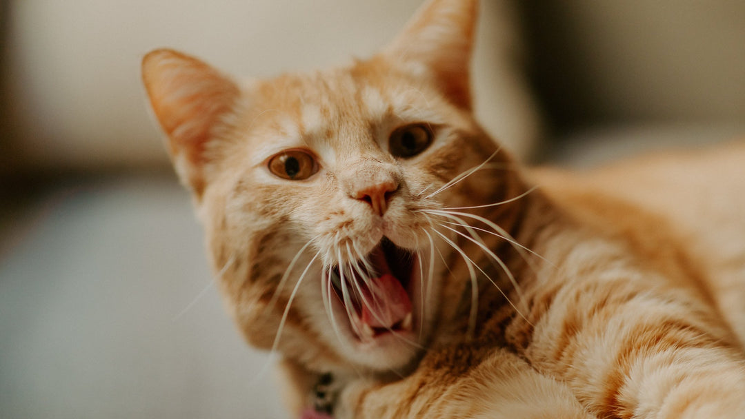 【獣医師執筆】猫とマダニ・SFTSの関係とは？感染経路・症状・人へのリスクと予防法