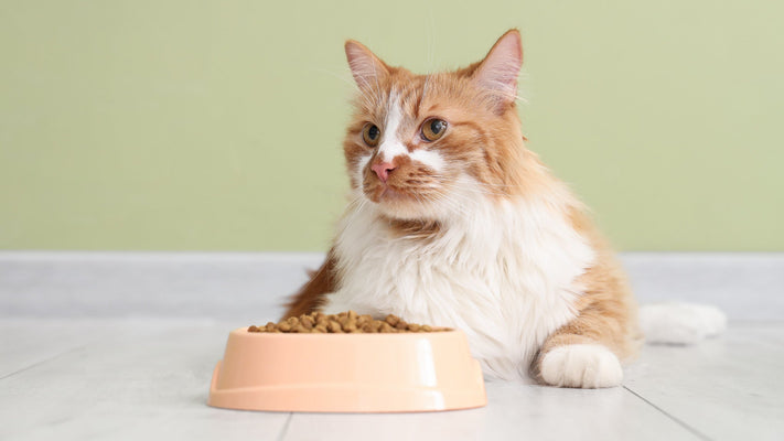 【獣医師執筆】猫の偏食はなぜ起きる？原因・対策・フード選びまで徹底解説