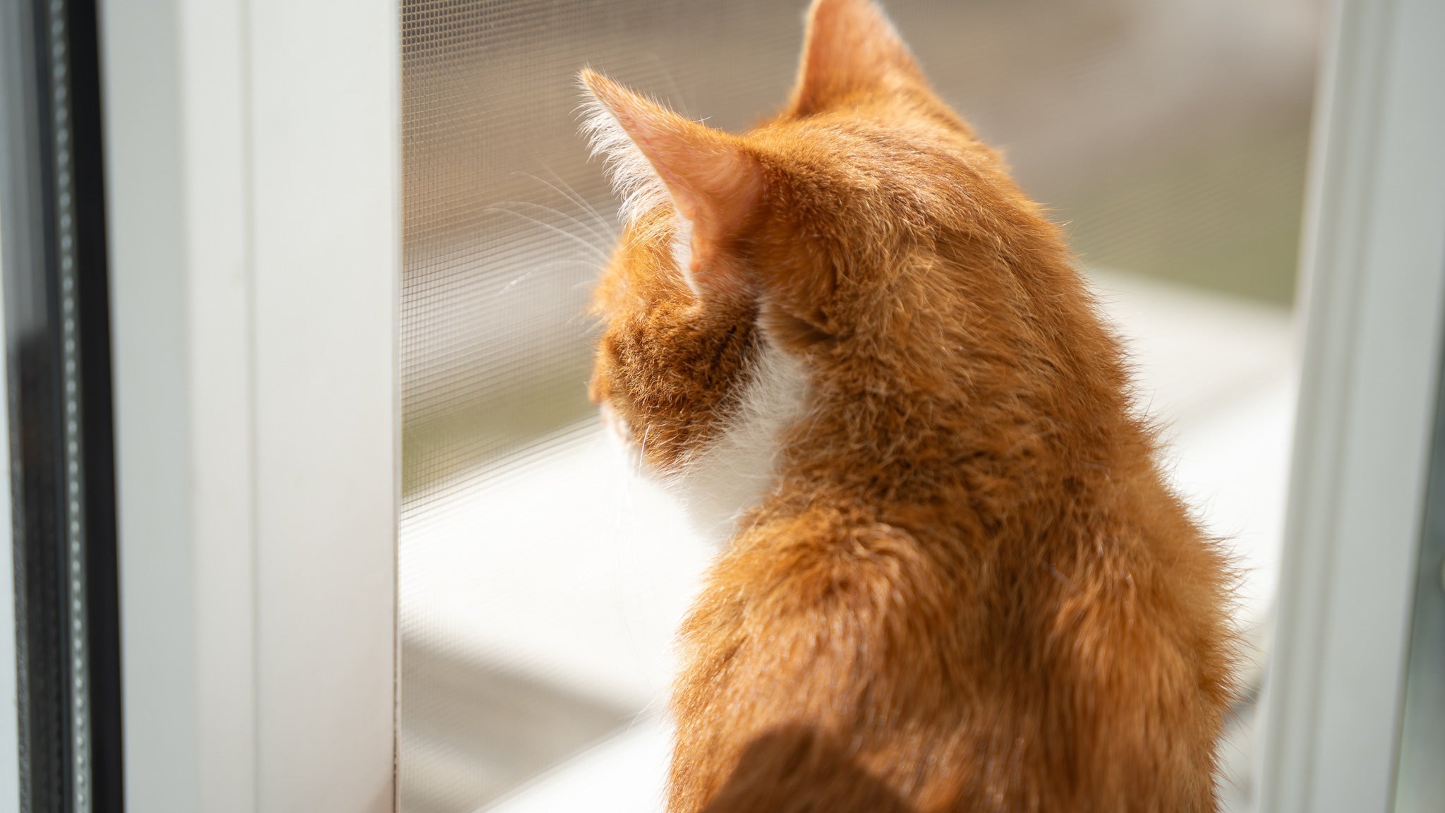 猫の脱走防止対策完全ガイド｜玄関・窓・ベランダの危険と今すぐできる対処法