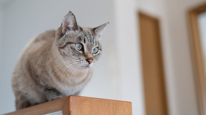 【獣医師執筆】保護猫が「懐かない」と悩む前に。ビビリな猫との距離の縮め方と人馴れトレーニング