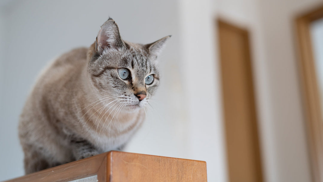 【獣医師執筆】保護猫が「懐かない」と悩む前に。ビビリな猫との距離の縮め方と人馴れトレーニング
