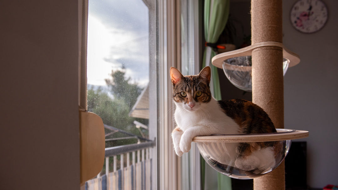 【獣医師執筆】猫にグルコサミンやコンドロイチンは必要？関節ケアの効果と注意点