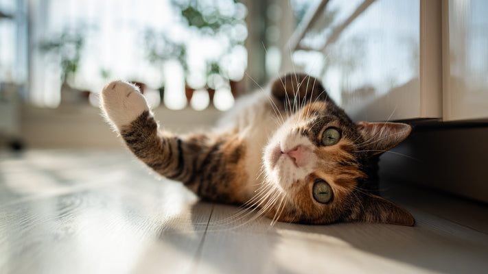 世界猫の日はなぜ8月8日？由来や2月22日の「猫の日」との違いを解説