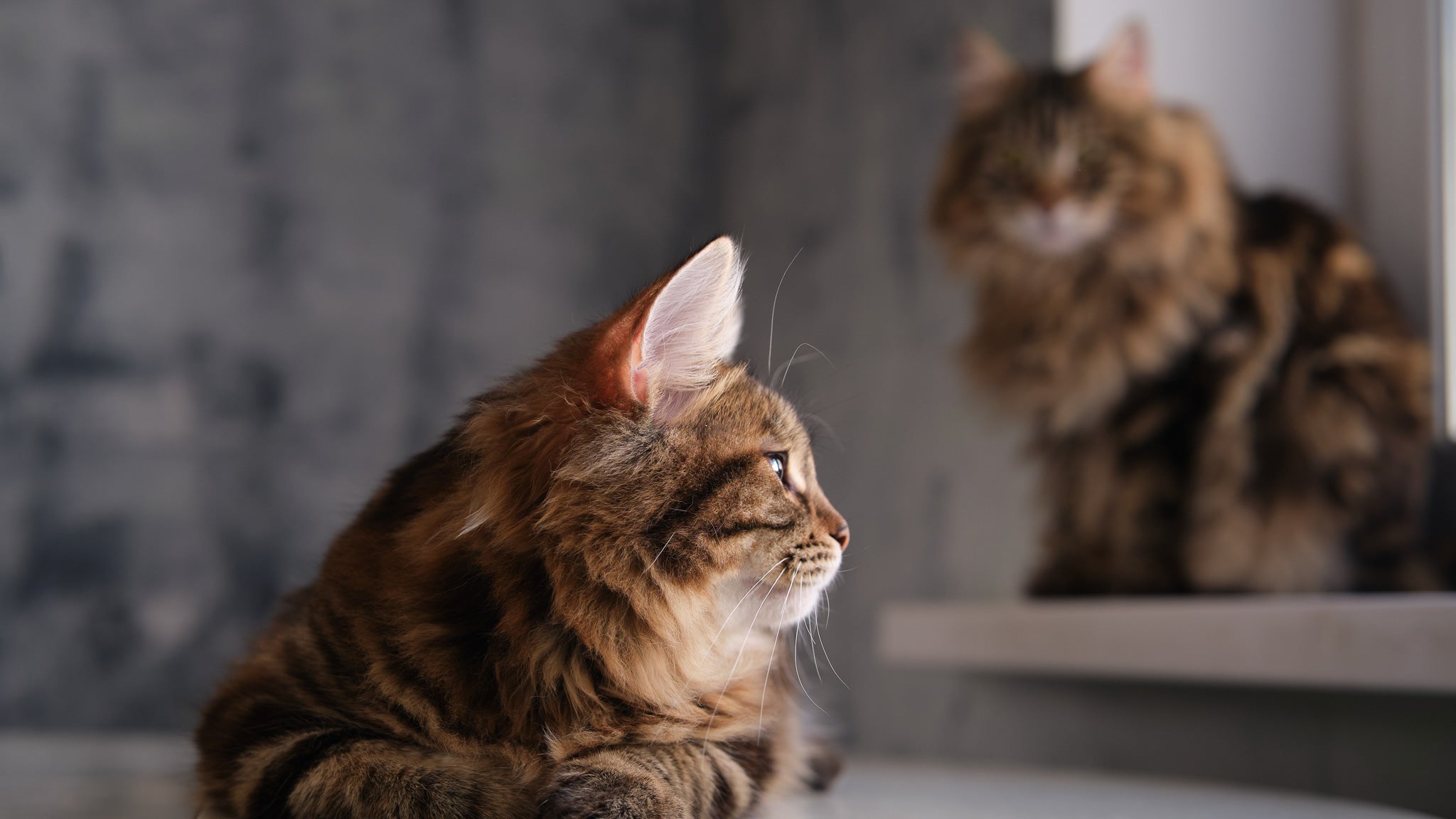 【獣医師執筆】先住猫を守る「隔離期間」はなぜ必要？保護猫を迎える時の感染症対策と対面ステップ