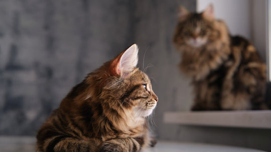 【獣医師執筆】先住猫を守る「隔離期間」はなぜ必要？保護猫を迎える時の感染症対策と対面ステップ