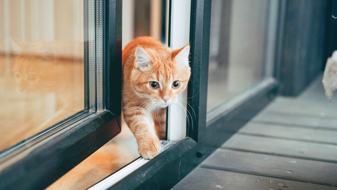 【獣医師執筆】猫が外に出たがる理由は？鳴く・暴れる時の対処法と脱走防止の重要性