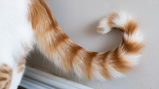 【獣医師執筆】猫がしっぽを「舐め壊し」「掻き壊し」する原因は？過剰グルーミングの対策と治療法