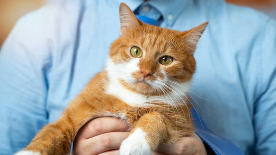 保護猫の「ガッチャデー（Gotcha Day）」とは？意味や「うちの子記念日」との違いを解説