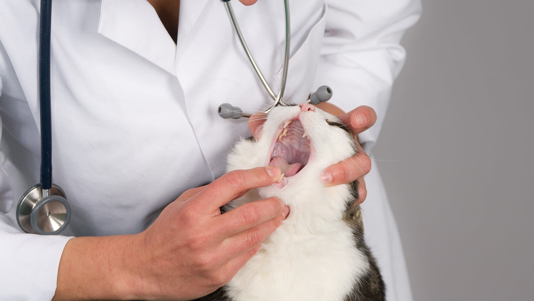 猫の口内炎とは？原因や治療法、予防方法を獣医師が詳しく解説