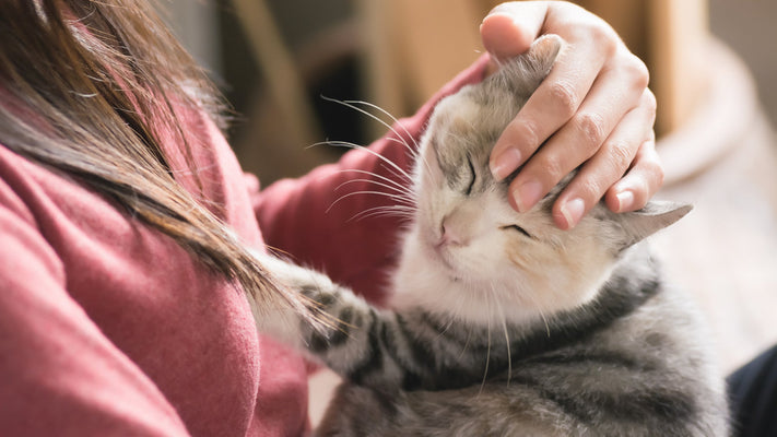 一人暮らし・単身者でも猫を飼えるのか獣医師が詳しく解説