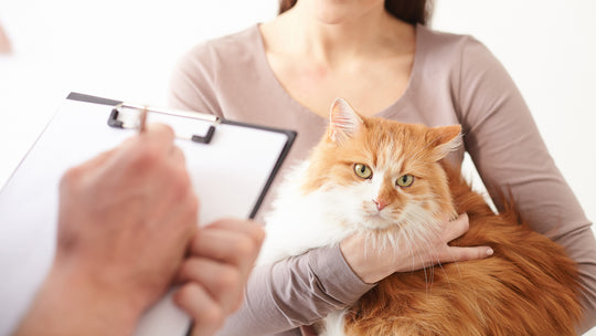 【獣医師が教える】猫の健康診断の重要性：検査内容と頻度、家庭でのケアガイド