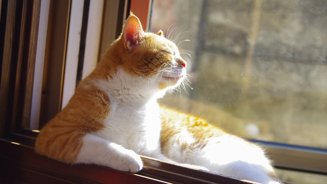 猫は日光浴が必要なの？日光不足になるとどうなるのか獣医師が詳しく解説