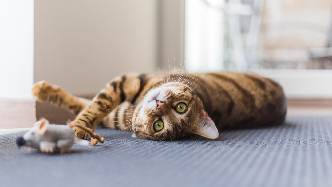 猫のおならが臭い原因とは？病院に連れて行くべき症状を獣医師が詳しく解説