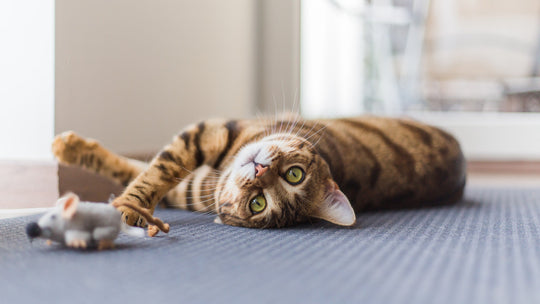 猫のおならが臭い原因とは？病院に連れて行くべき症状を獣医師が詳しく解説
