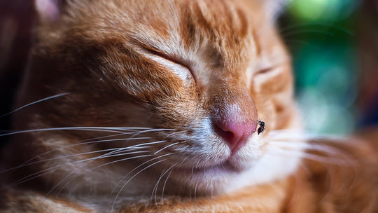【獣医師執筆】猫も蚊に刺される？フィラリアの危険性と安全な虫除け対策