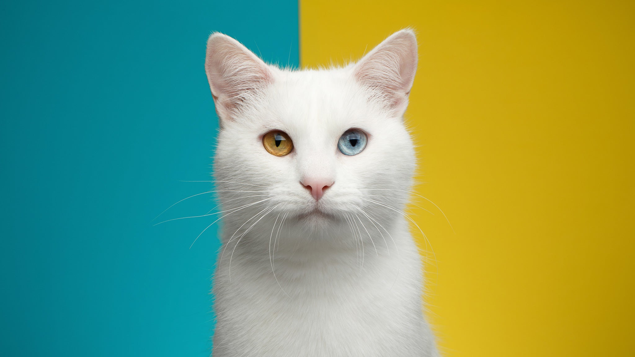 猫にもあったパーソナルカラー！愛猫に似合う色の診断方法を解説