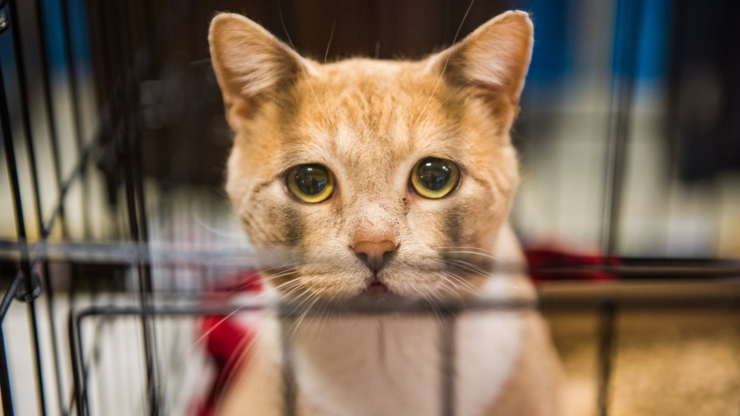 成猫やシニア猫の里親になるときに注意すべきことを獣医師が詳しく解説