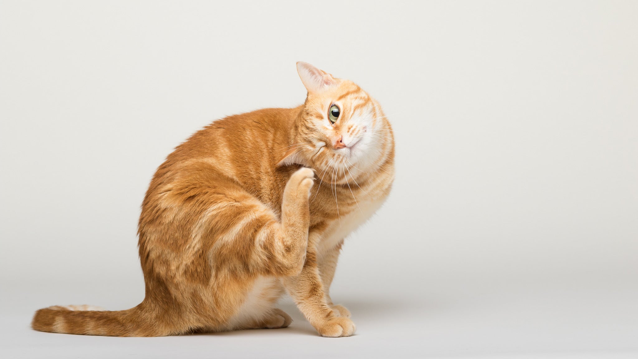 【獣医師監修】猫の粟粒性皮膚炎とは？原因・症状・治療法と予防のポイントを解説