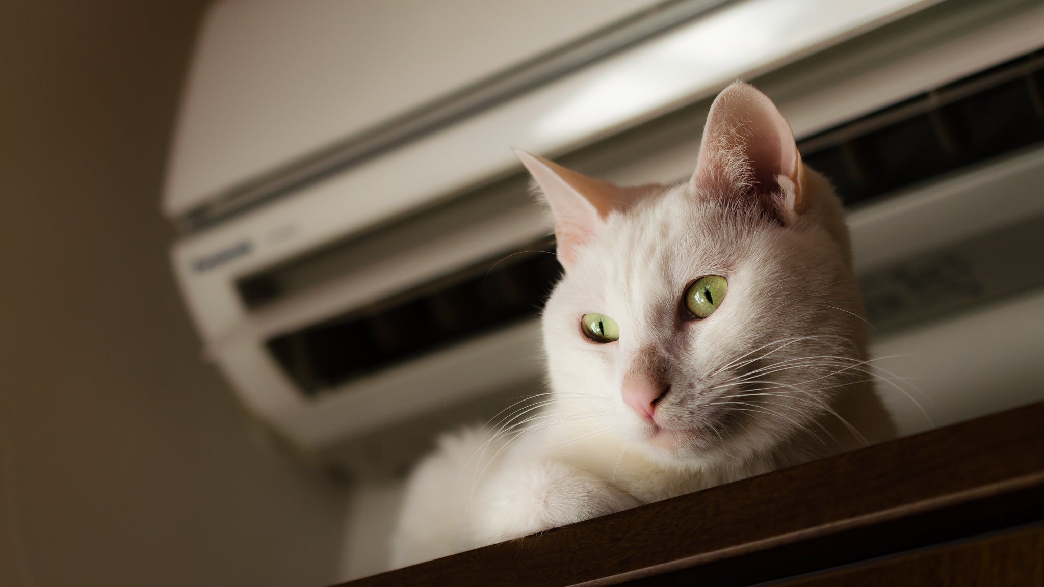 【獣医師監修】猫の夏の飼育注意点｜熱中症・脱水・エアコン管理まで徹底解説