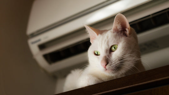 【獣医師執筆】猫の夏の飼育注意点｜熱中症・脱水・エアコン管理まで徹底解説