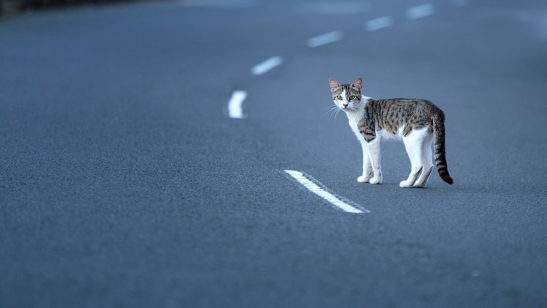 愛猫が交通事故に遭ったら…知っておくべき応急処置と対処法を獣医師が詳しく解説