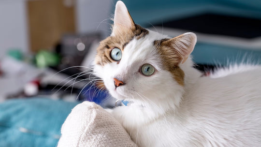 誕生日のわからない保護猫に。「うちの子記念日」の素敵な過ごし方とプレゼント