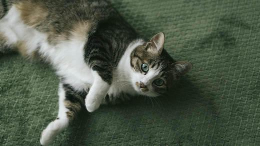 猫の発情期にやるべきこと・やってはいけないこと【鳴き声と尿スプレー対策】