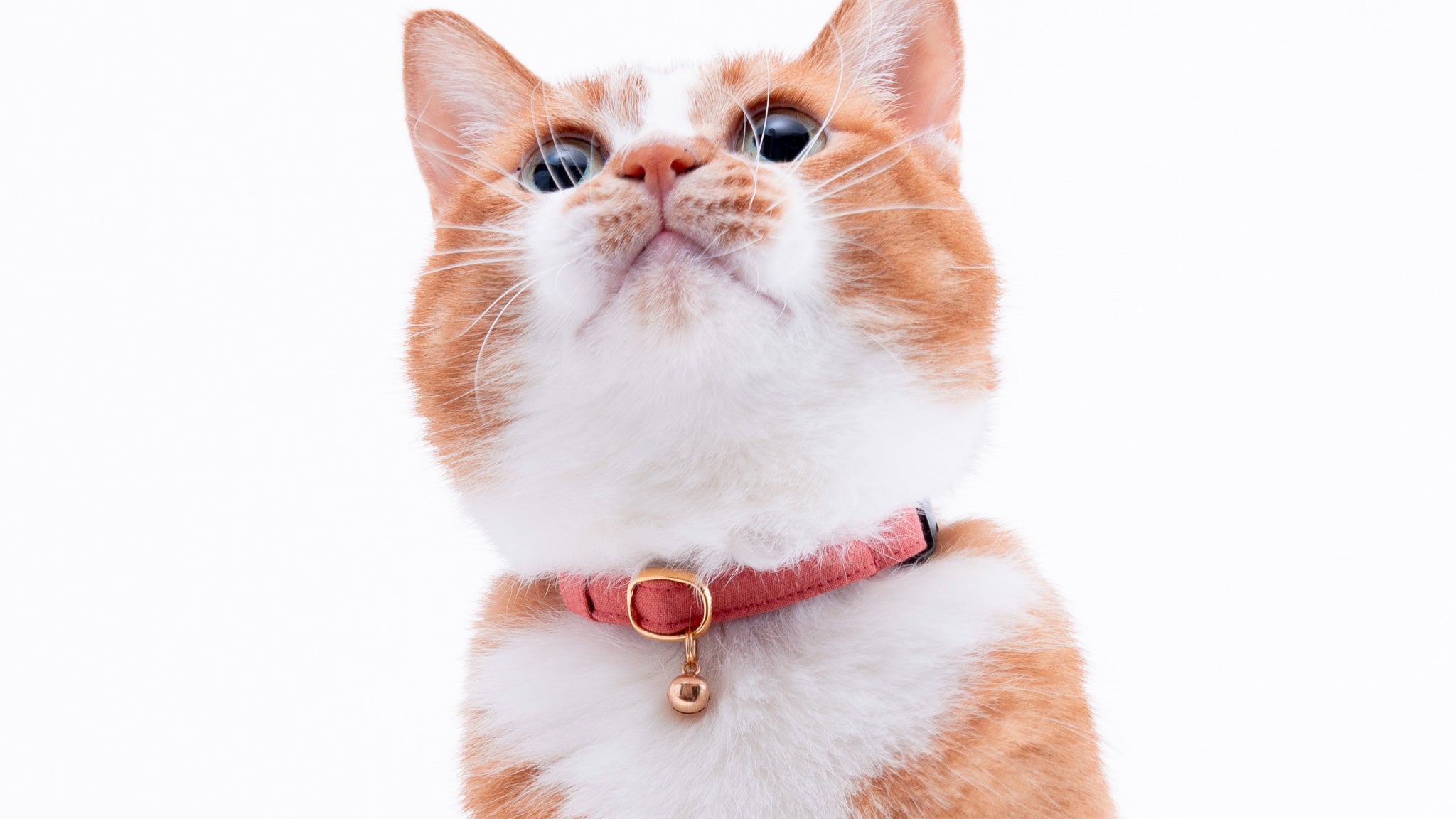 猫首輪（ハゲにくい・肌に優しい）商品一覧｜ぽぽねこ公式オンライン