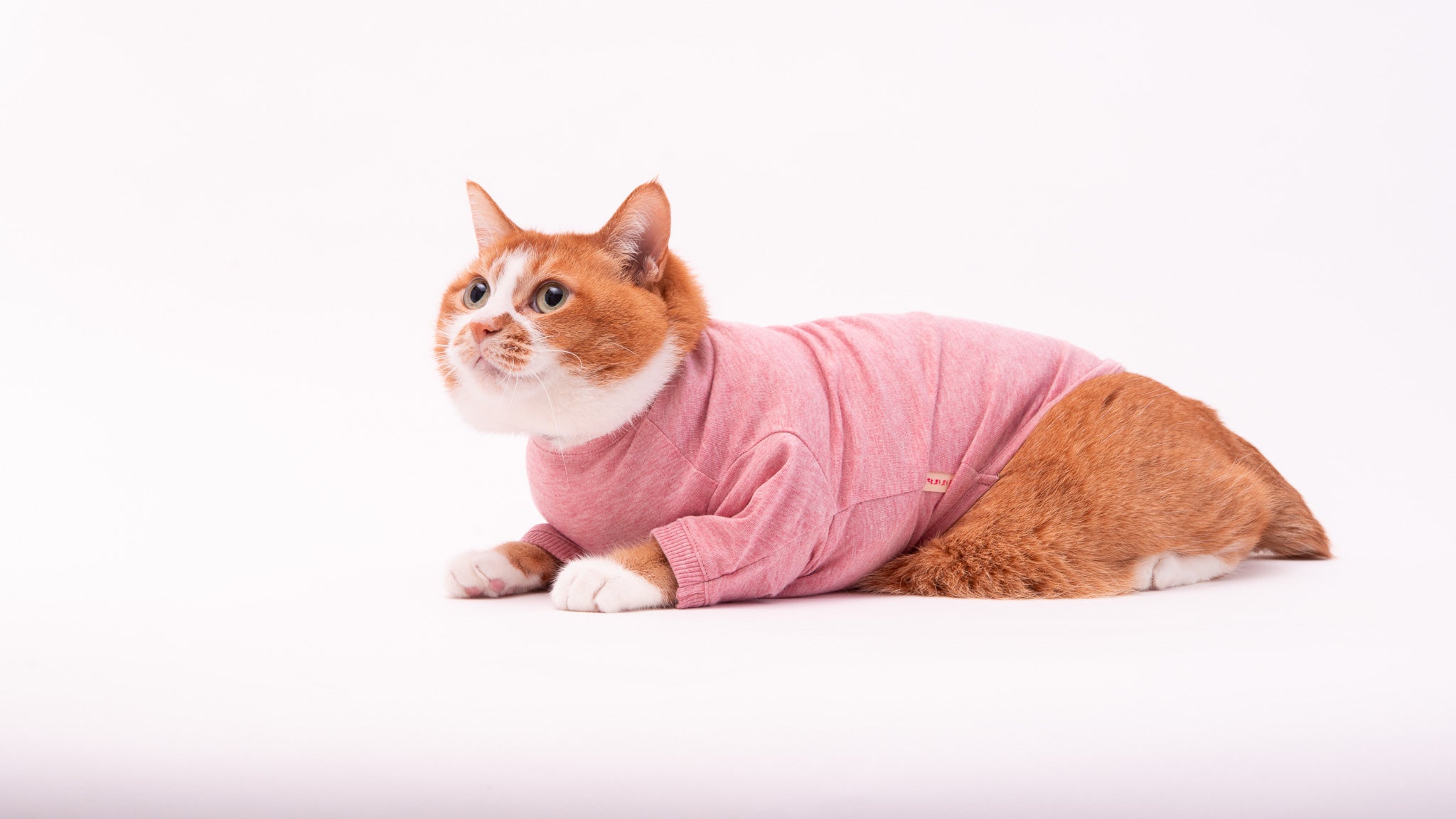 猫服オーガニックコットン　無地