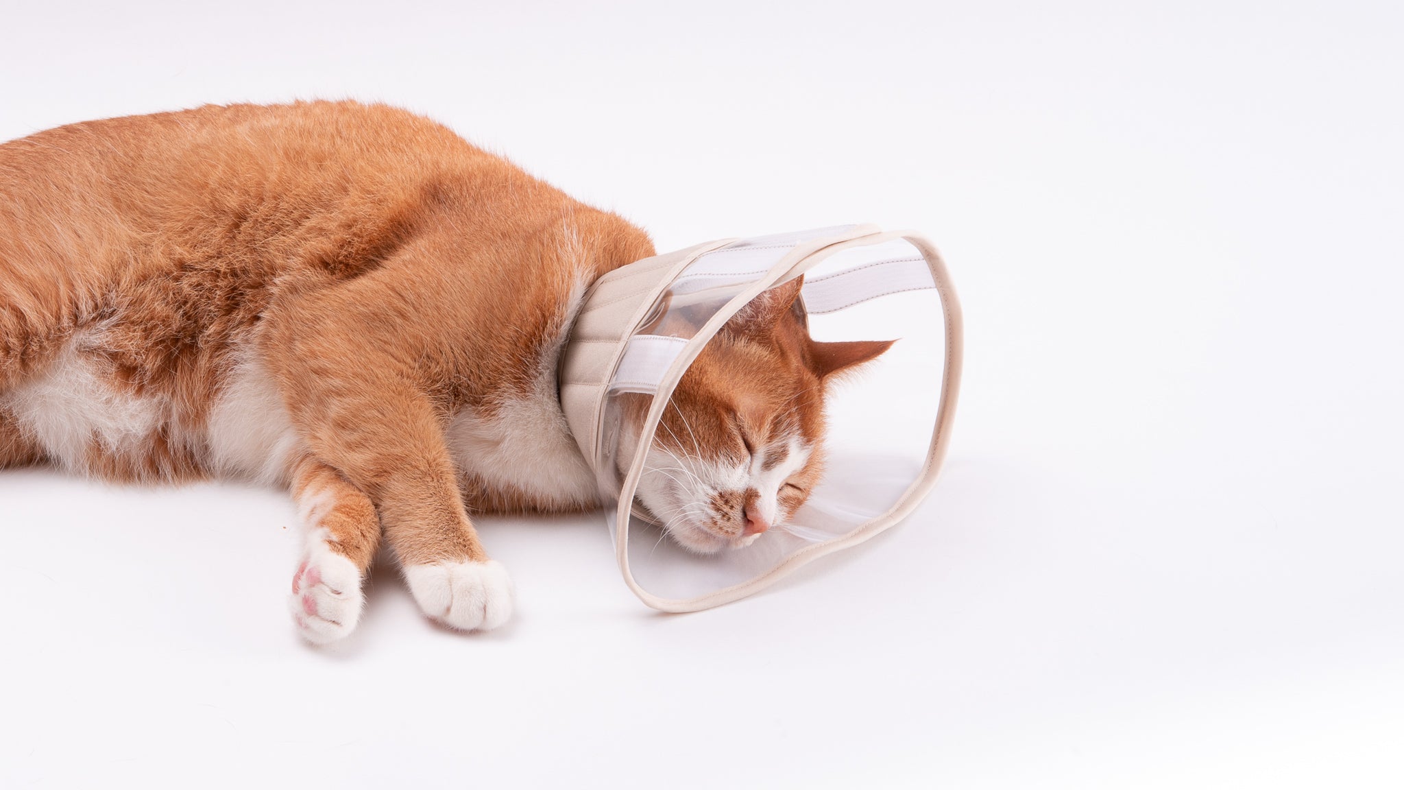 猫用エリザベスカラー
