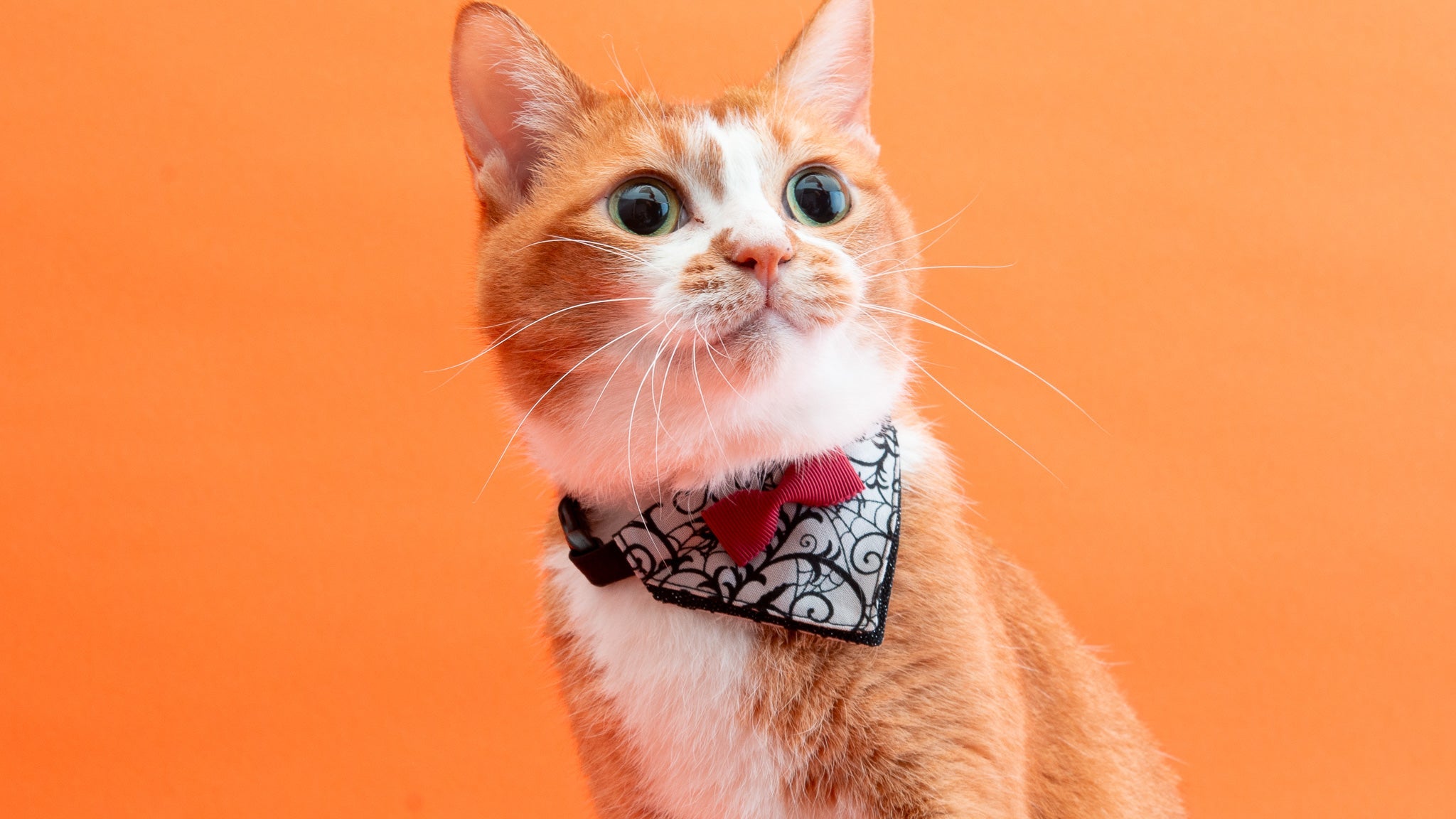 バンダナ付き猫首輪 ハロウィンパーティー