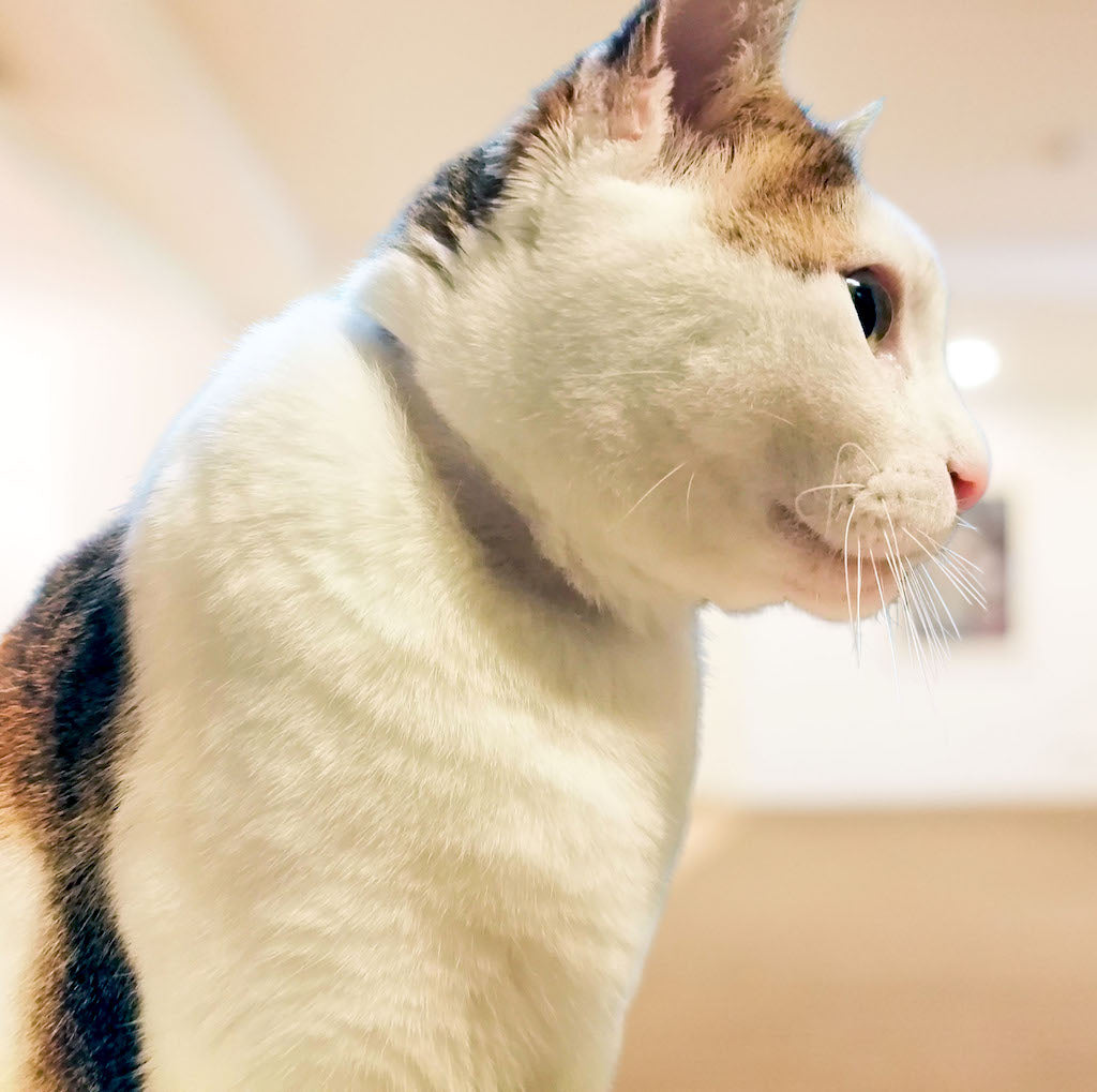猫首輪ハゲに悩む白猫