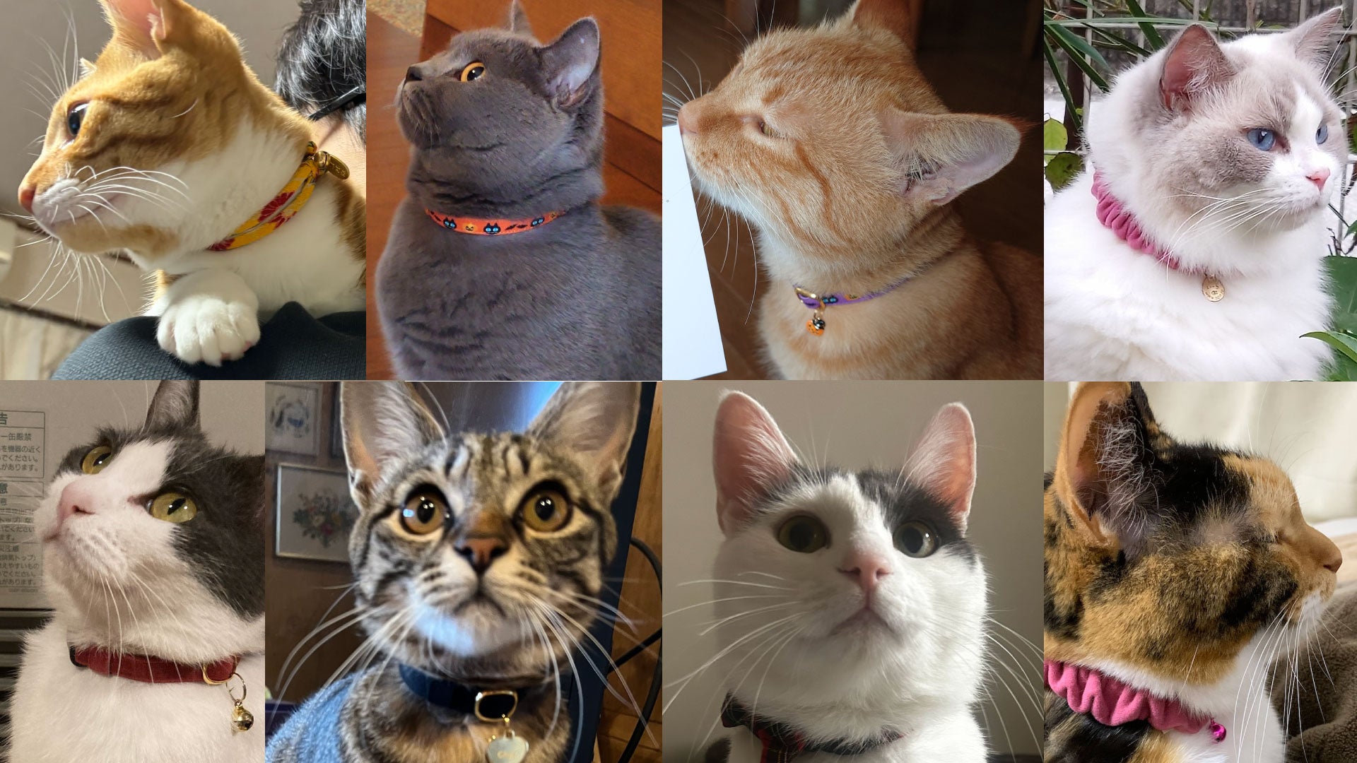 お客様の声 #35 #みんなのぽぽねこコレクション｜ぽぽねこ公式