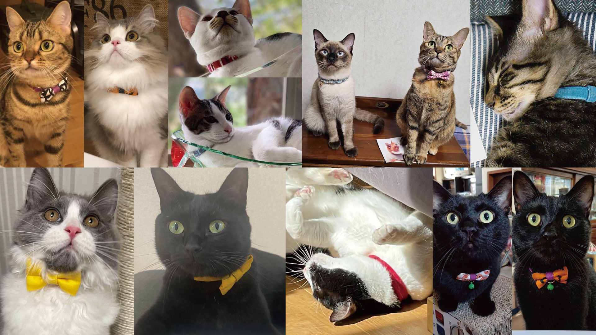お客様の声 #24 #みんなのぽぽねこコレクション｜ぽぽねこ公式