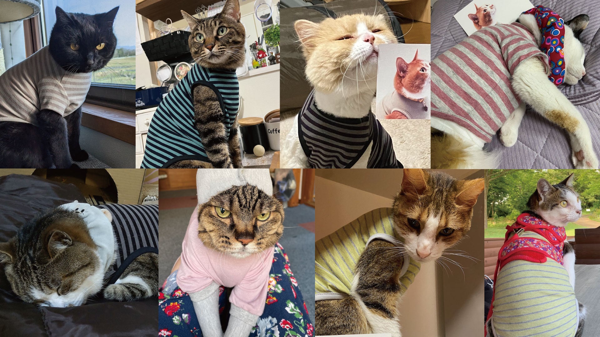 お客様の声 #26 #みんなのぽぽねこコレクション｜ぽぽねこ公式