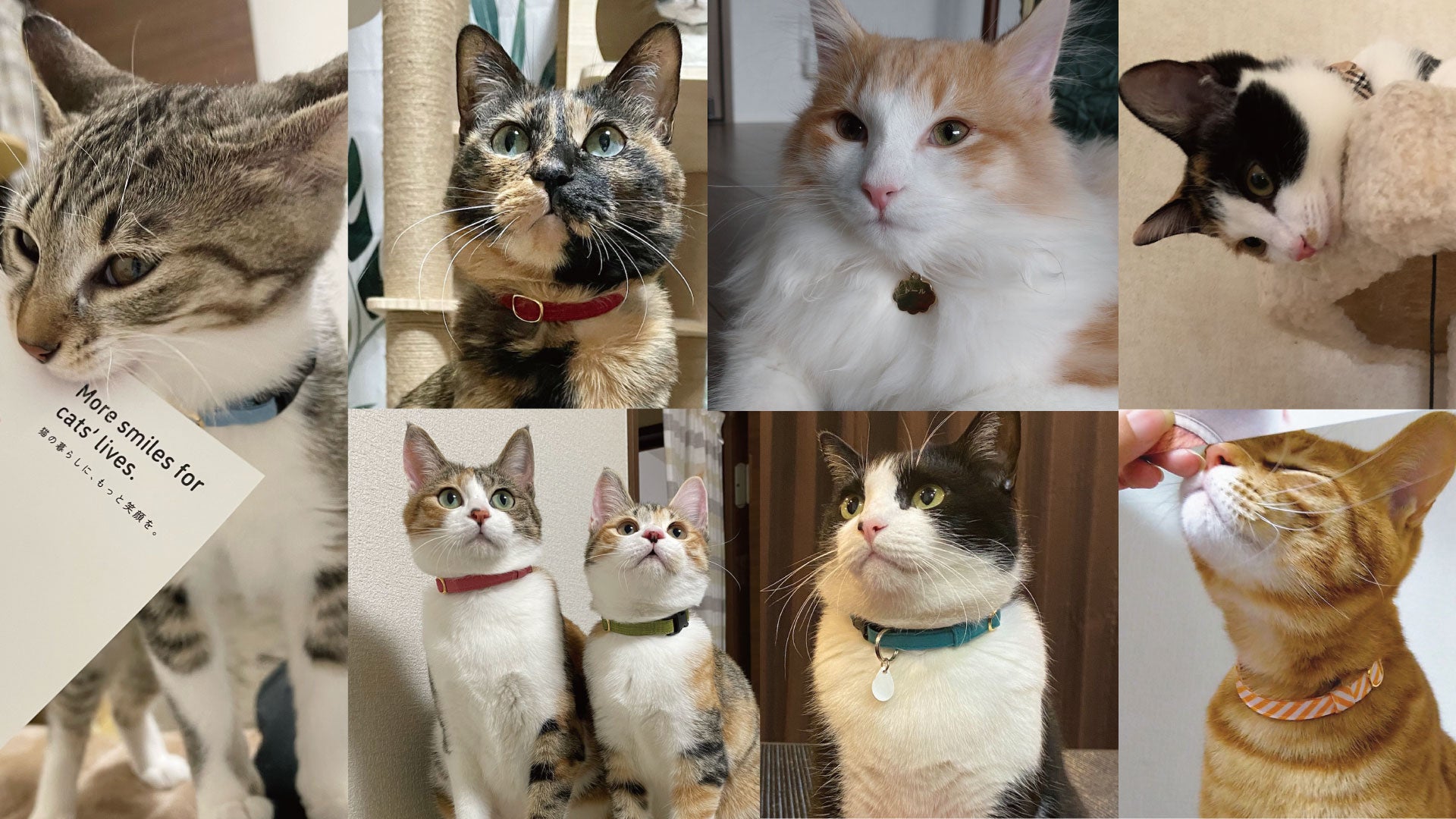 ぽぽねこパワーストーン お客様の声 #27 #みんなのぽぽねこコレクション｜ぽぽねこ公式