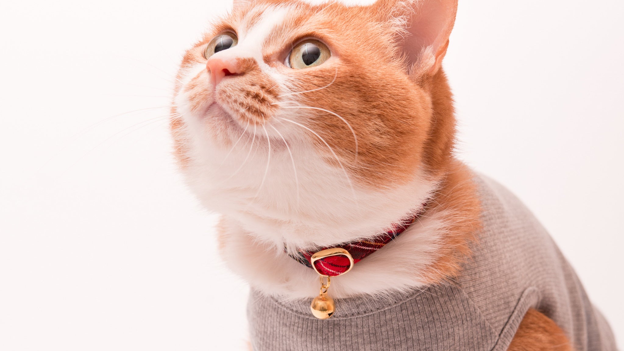 猫首輪 タータンチェック｜ぽぽねこ公式オンラインショップ