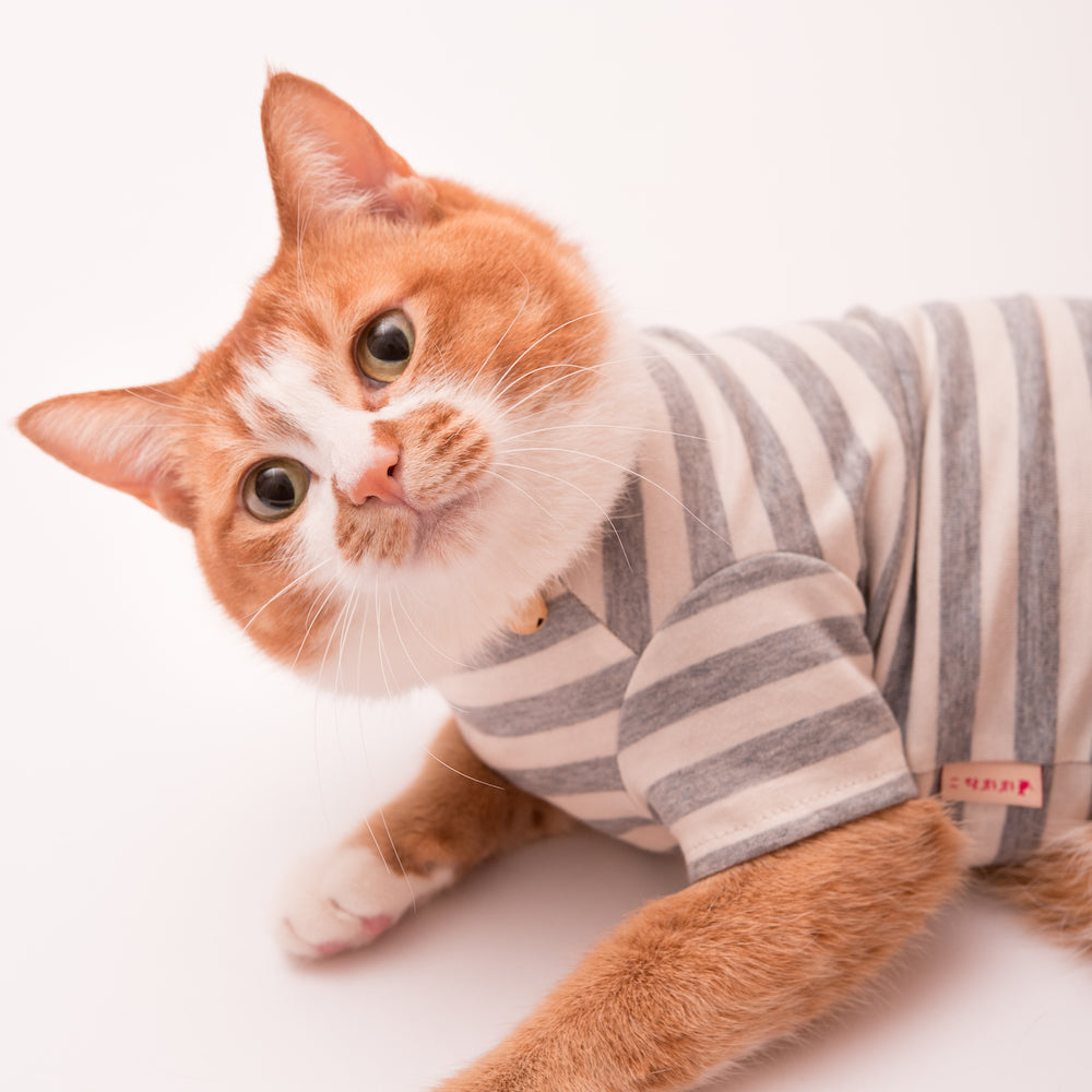 元保護猫 ちゃーちゃん