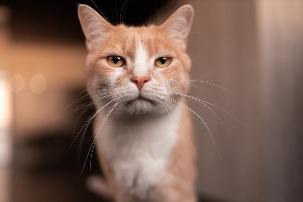 猫が首輪ハゲになった！原因と対処法と予防方法を獣医師が解説