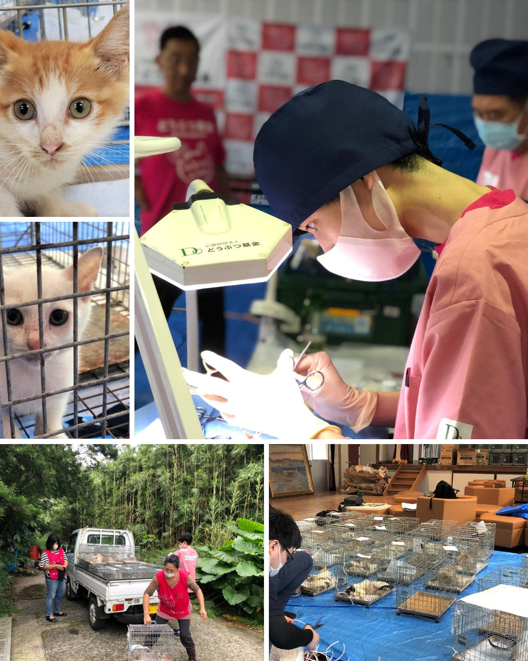 保護猫活動を支援