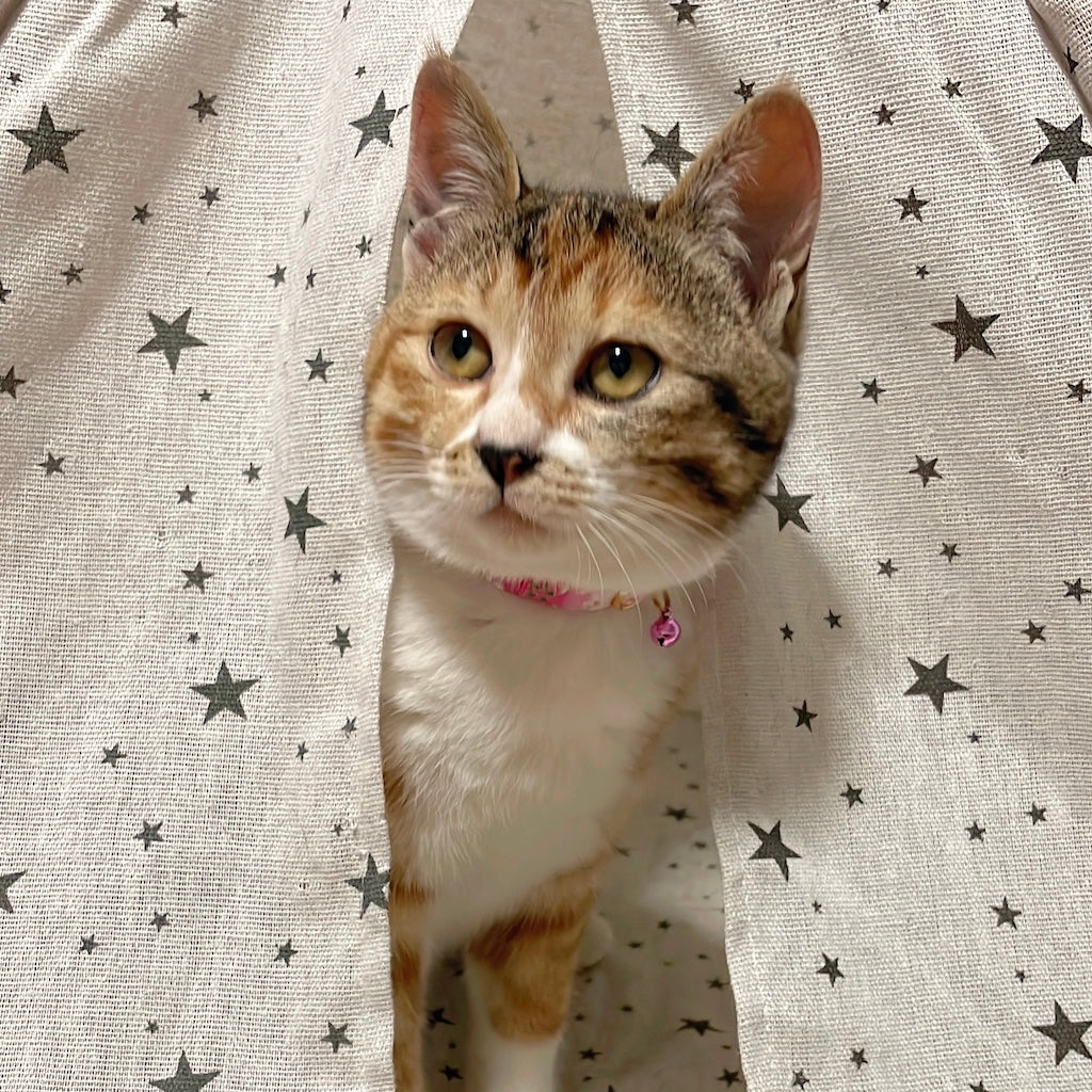 紗蘭心（サラン）ちゃん